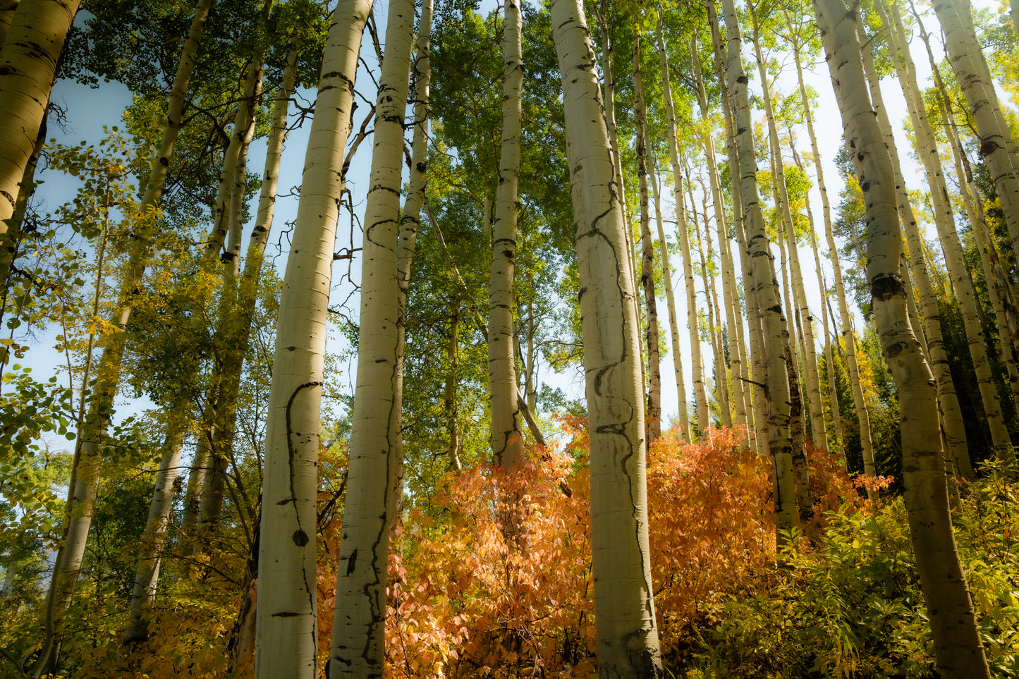 Fall in Vail