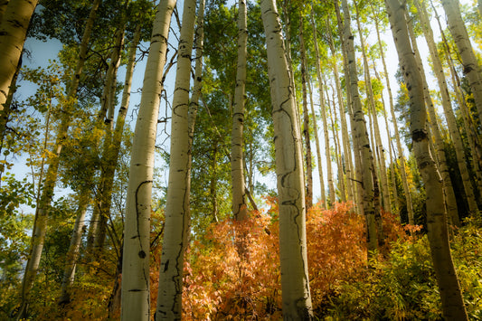 Fall in Vail